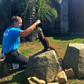 Finaliza con éxito el programa de Cría de Nutria de Sea Life Benalmádena 