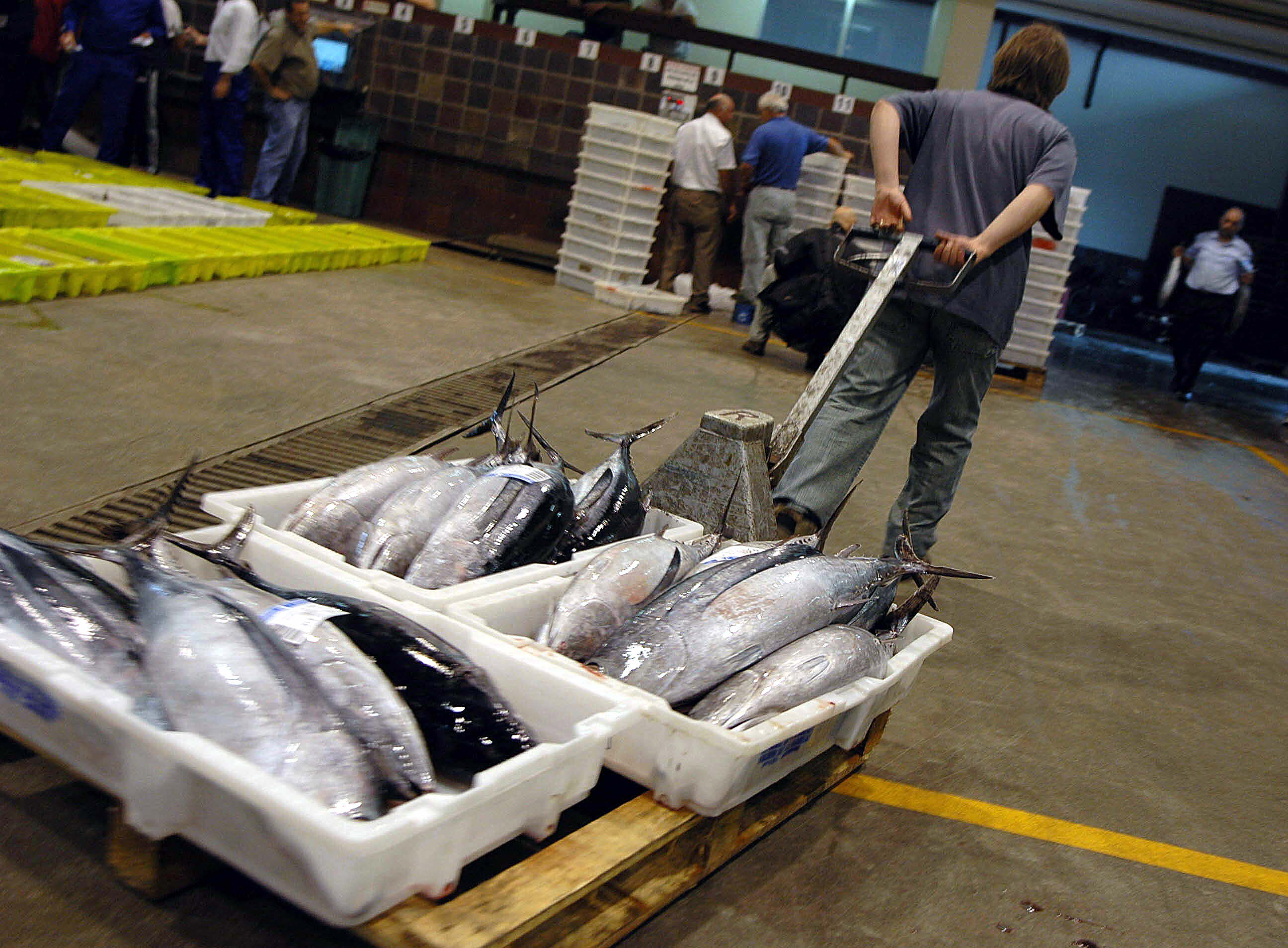 La lonja de Burela, un espacio referente a nivel nacional e internacional. La lonja de Burela, un espacio referente a nivel nacional e internacional.