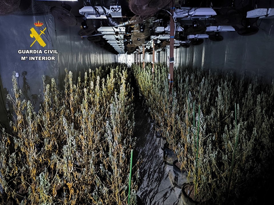 La Guardia Civil desmantela en Aspe una plantación con más de 2.400 plantas de marihuana y busca a sus responsables La Guardia Civil desmantela en Aspe una plantación con más de 2.400 plantas de marihuana y busca a sus responsables