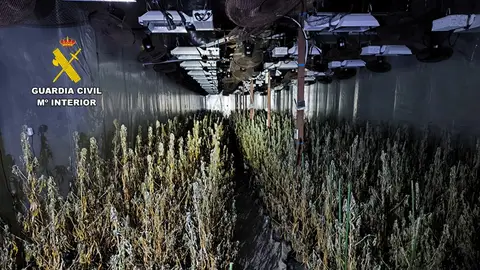 Parte de la plantación de marihuana desmantelada por la Guardia Civil desmantela en Aspe. Parte de la plantación de marihuana desmantelada por la Guardia Civil desmantela en Aspe.