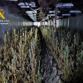 Parte de la plantación de marihuana desmantelada por la Guardia Civil desmantela en Aspe.