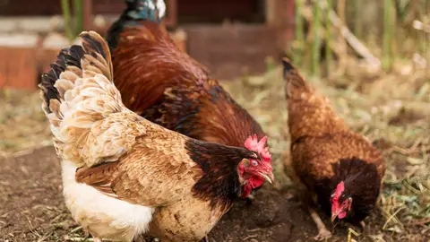 Gallinas al aire libre Gallinas al aire libre