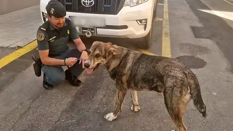 Investigado un hombre en Burriana por abandonar a un cachorro tras constatar que estaba enfermo Investigado un hombre en Burriana por abandonar a un cachorro tras constatar que estaba enfermo