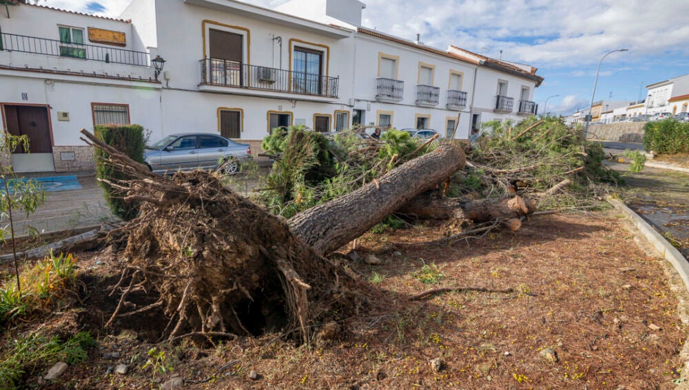 Vista de los destrozos produccidos por las fuertes lluvias en Gibraleón (Huelva) este miércoles.
