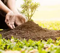 Reforestación Reforestación