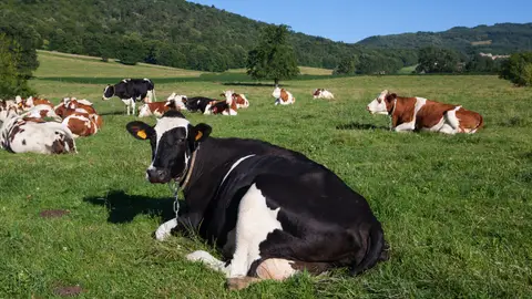Vacas al aire libre Vacas al aire libre