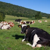 Vacas al aire libre