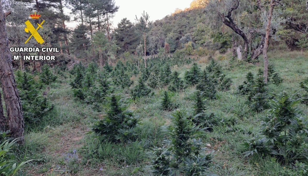 Desmanteladas seis macroplantaciones de cannabis en Sobrarbe y Ribagorza Desmanteladas seis macroplantaciones de cannabis en Sobrarbe y Ribagorza