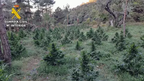 Desmanteladas seis macroplantaciones de cannabis en Sobrarbe y Ribagorza Desmanteladas seis macroplantaciones de cannabis en Sobrarbe y Ribagorza