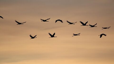 Los grullas son el principal vector de contagio de la gripe aviar