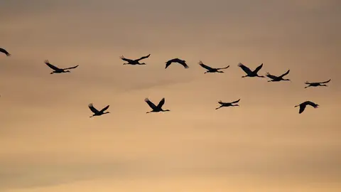 Los grullas son el principal vector de contagio de la gripe aviar Los grullas son el principal vector de contagio de la gripe aviar