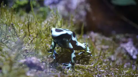 El Acuario de Sevilla participa en la Semana de la Ciencia El Acuario de Sevilla participa en la Semana de la Ciencia