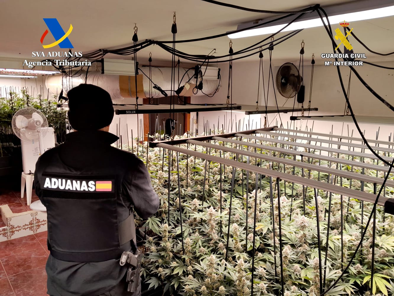 Desmantelada en Trijueque una nueva plantación de cannabis y marihuana indoor Desmantelada en Trijueque una nueva plantación de cannabis y marihuana indoor