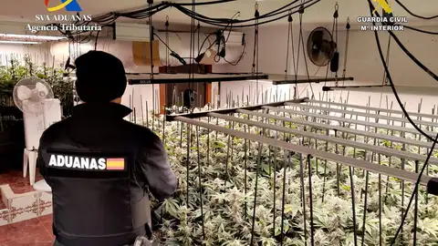 Desmantelada en Trijueque una nueva plantación de cannabis y marihuana indoor Desmantelada en Trijueque una nueva plantación de cannabis y marihuana indoor