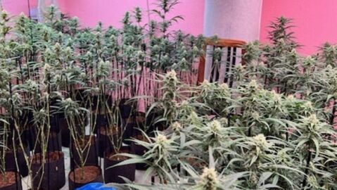 Imagen de una de las plantaciones de marihuana desmantelada en Elda y Petrer.