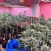 Imagen de una de las plantaciones de marihuana desmantelada en Elda y Petrer.
