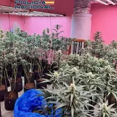 Imagen de una de las plantaciones de marihuana desmantelada en Elda y Petrer. Imagen de una de las plantaciones de marihuana desmantelada en Elda y Petrer.