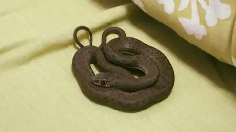 Una vecina de Palencia encuentra una culebra entre sus sábanas .