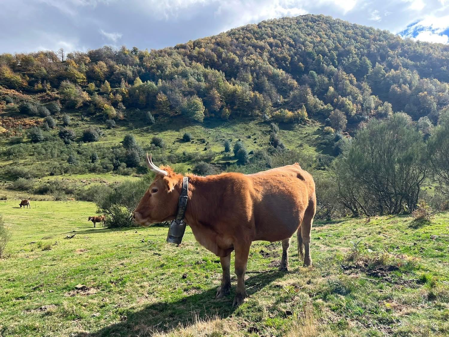 Los Miércoles Queseros con el Círculo Gastronómico de los Quesos Asturianos 05/11/2025 Los Miércoles Queseros con el Círculo Gastronómico de los Quesos Asturianos 05/11/2025
