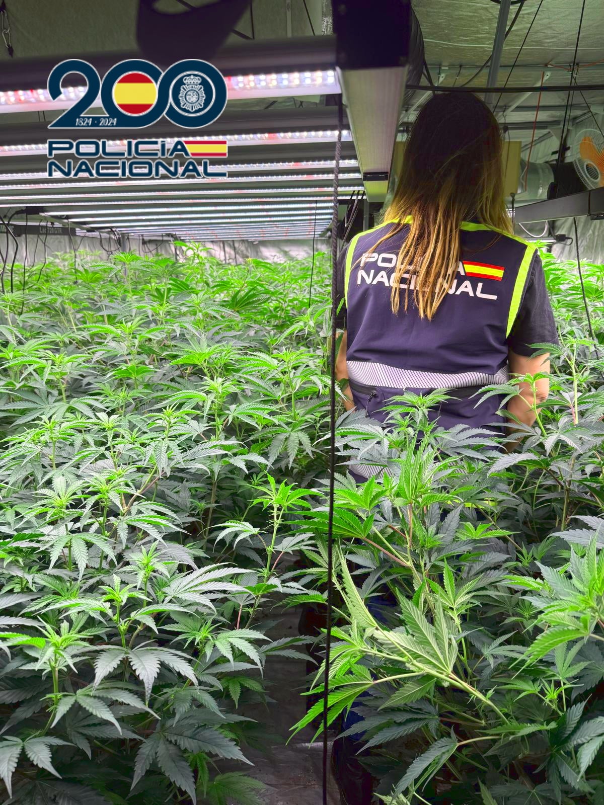 Desarticulado un grupo criminal albanés dedicado al cultivo masivo de marihuana en la provincia Desarticulado un grupo criminal albanés dedicado al cultivo masivo de marihuana en la provincia