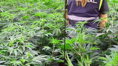 Una de las plantaciones Una de las plantaciones