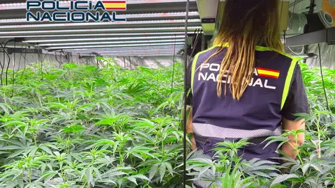 La Policía Nacional desarticula un grupo que cultivaba marihuana en plantaciones de Elche, Petrer y San Miguel de Salinas. La Policía Nacional desarticula un grupo que cultivaba marihuana en plantaciones de Elche, Petrer y San Miguel de Salinas.