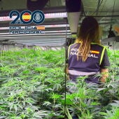 La Policía Nacional desarticula un grupo que cultivaba marihuana en plantaciones de Elche, Petrer y San Miguel de Salinas.