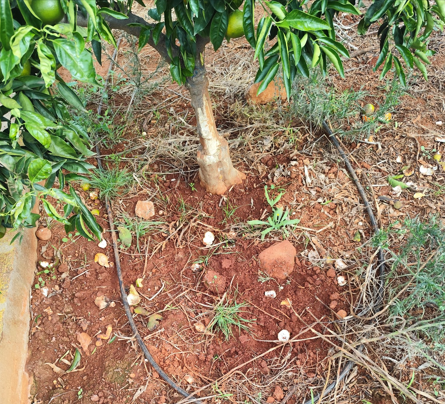 La Unió Llauradora denuncia los daños del jabalí en la Plana Baixa y reclama más ayudas La Unió Llauradora denuncia los daños del jabalí en la Plana Baixa y reclama más ayudas