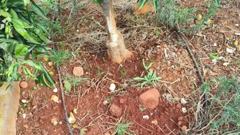 La Unió Llauradora denuncia los daños del jabalí en la Plana Baixa y reclama más ayudas La Unió Llauradora denuncia los daños del jabalí en la Plana Baixa y reclama más ayudas