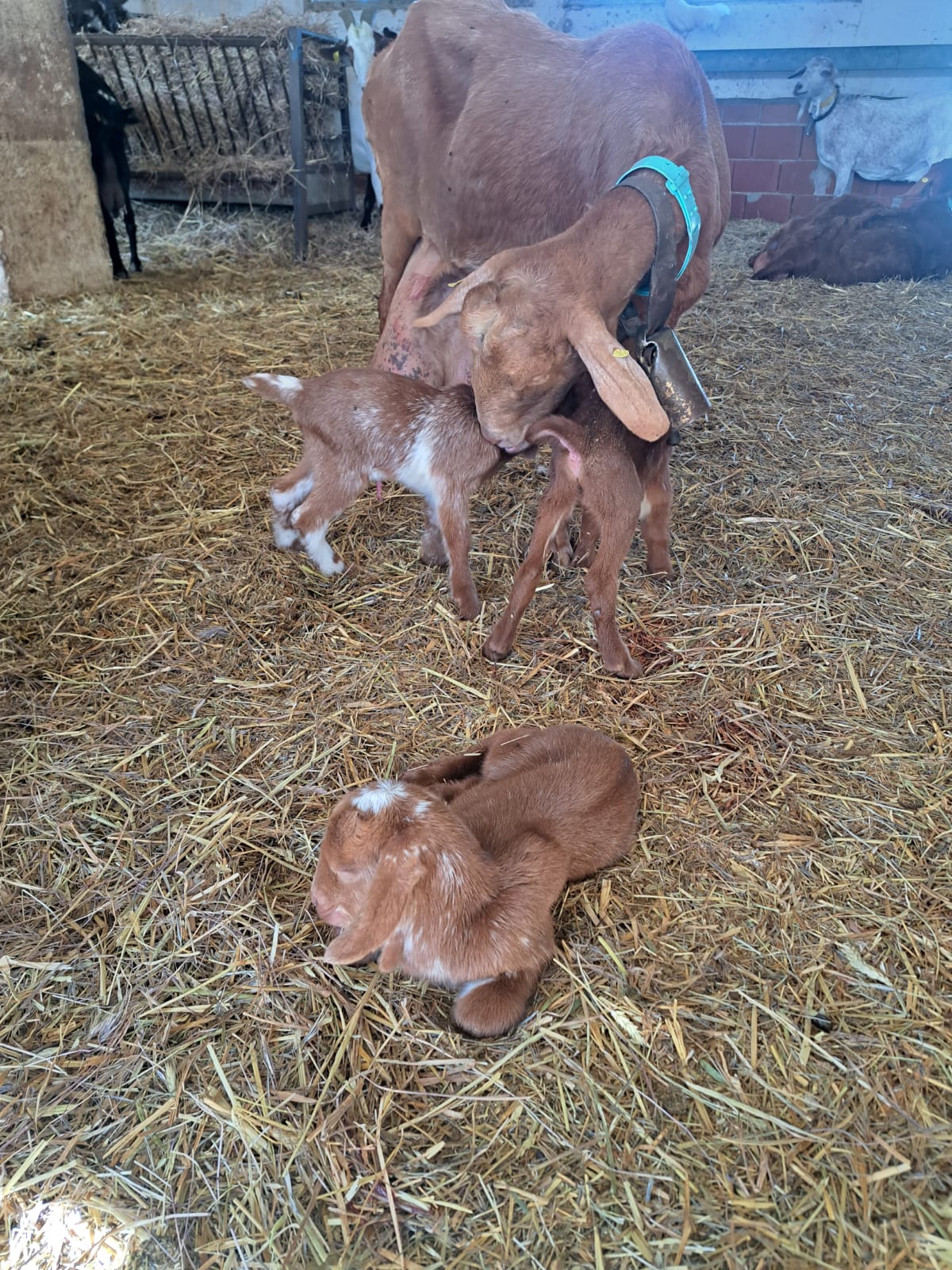 Cinco casos oficiales de lengua azul en cabras en la región, cuatro de ellos en Ciudad Real Cinco casos oficiales de lengua azul en cabras en la región, cuatro de ellos en Ciudad Real