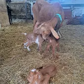 Cabras con sus cabritillos Cabras con sus cabritillos