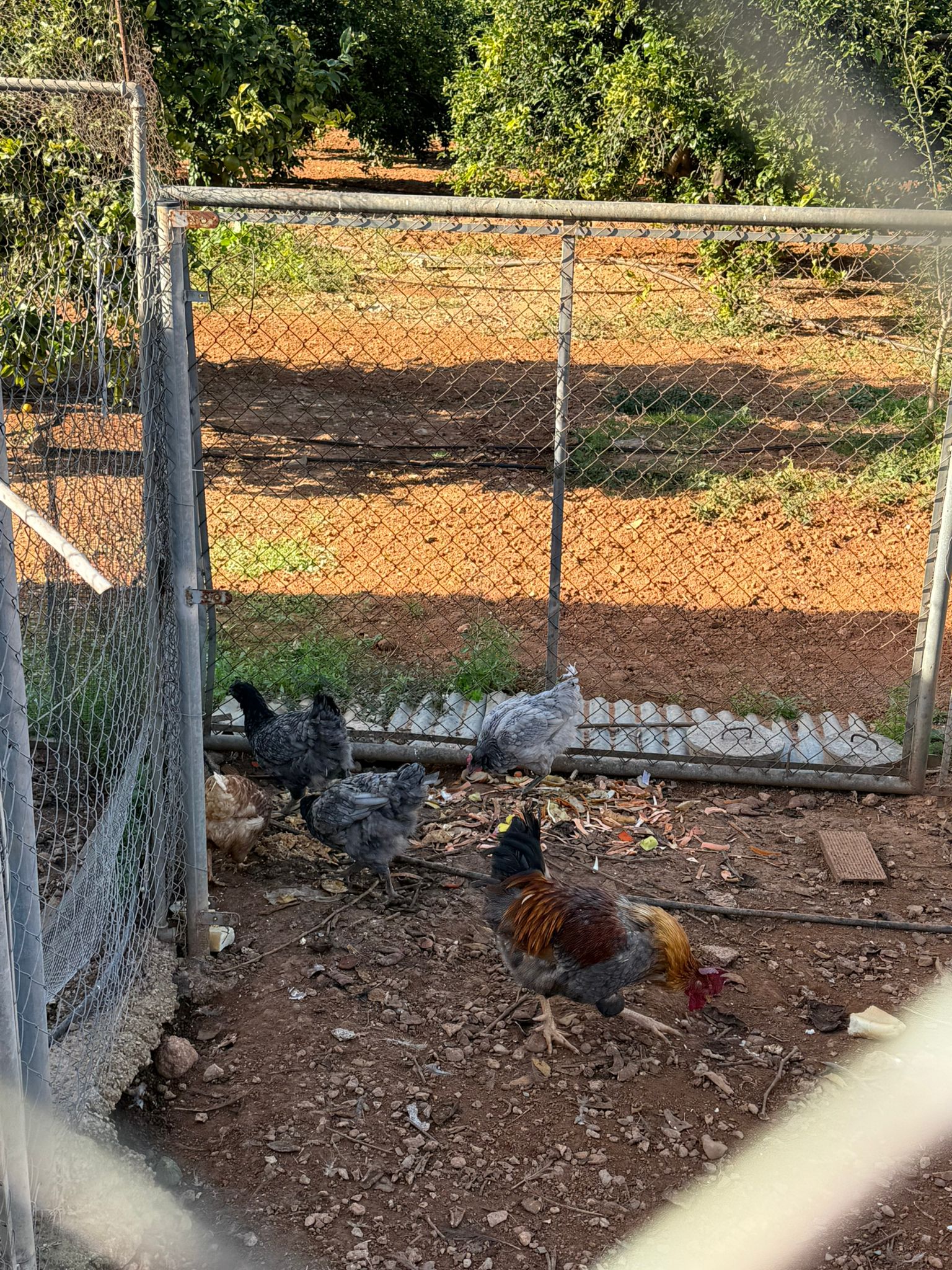 AVA y La Unió: Las granjas cumplen con la bioseguridad en la lucha ante la gripe aviar AVA y La Unió: Las granjas cumplen con la bioseguridad en la lucha ante la gripe aviar