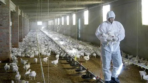 Un veterinario coge unos pollos para tomarles unas muestras de sangre en una granja de Torrente de Cinca (Huesca) en una imagen de archivo. Qué es la gripe aviar: cuáles son sus síntomas y cómo podría contagiarse