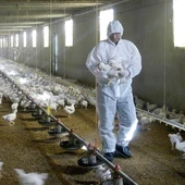 Qué es la gripe aviar: cuáles son sus síntomas y cómo podría contagiarse Qué es la gripe aviar: cuáles son sus síntomas y cómo podría contagiarse