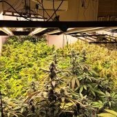 Un operativo antidroga en el entorno de Santiago se salda con 6 detenidos y más de 1.500 plantas de cannabis incautadas