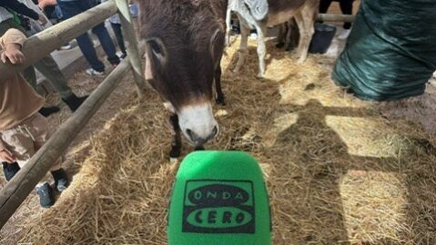 Un burro en la muestra de Dijous Bo con micr&oacute;fono de Onda Cero