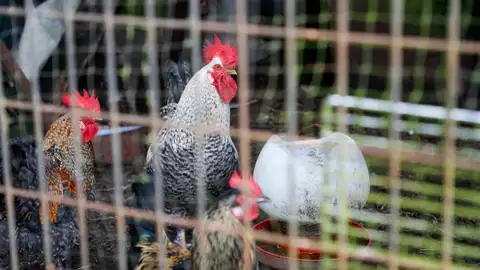 Aves de corral, gallinas y gallos mestizos en una aldea de Palas de Rei (Lugo). Aves de corral, gallinas y gallos mestizos en una aldea de Palas de Rei (Lugo).