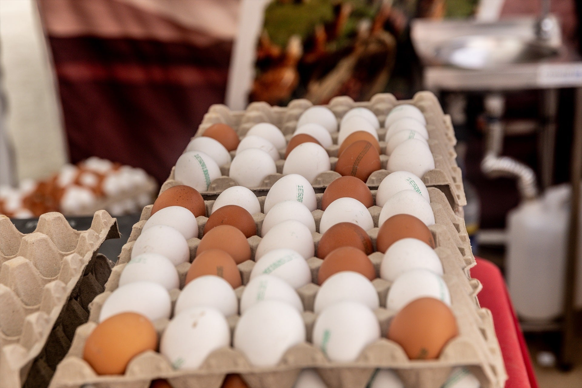 El futuro de los huevos por la crisis de la gripe aviar: bajada de oferta y precios tensionados El futuro de los huevos por la crisis de la gripe aviar: bajada de oferta y precios tensionados