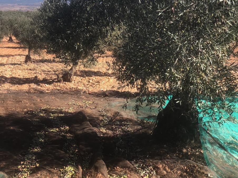 Castellón prevé recuperar hasta un 80 % de la cosecha de aceituna tras la sequía de 2024 Castellón prevé recuperar hasta un 80 % de la cosecha de aceituna tras la sequía de 2024