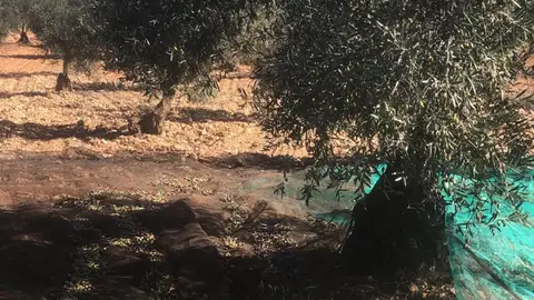 Castellón prevé recuperar hasta un 80 % de la cosecha de aceituna tras la sequía de 2024 Castellón prevé recuperar hasta un 80 % de la cosecha de aceituna tras la sequía de 2024