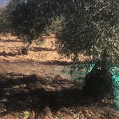 Castellón prevé recuperar hasta un 80 % de la cosecha de aceituna tras la sequía de 2024 Castellón prevé recuperar hasta un 80 % de la cosecha de aceituna tras la sequía de 2024