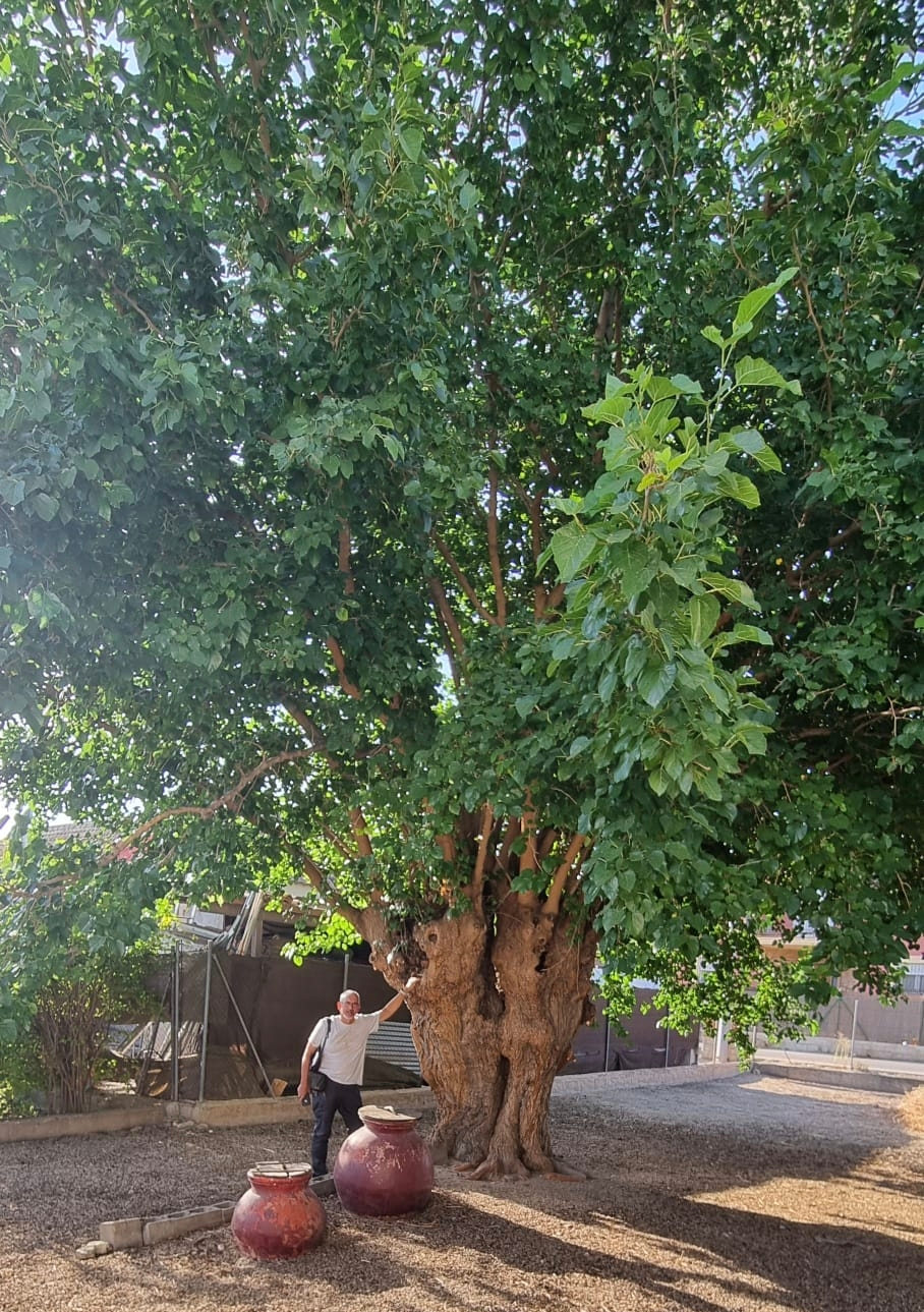 La morera del Tío Pequeño 'El Pardo' se juega ser Árbol del Año en España 2026: aquí puedes votar por la joya de la Huerta de Murcia episode artwork