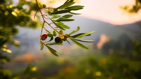 Así trabaja De Prado en la producción de aceite de oliva Así trabaja De Prado en la producción de aceite de oliva