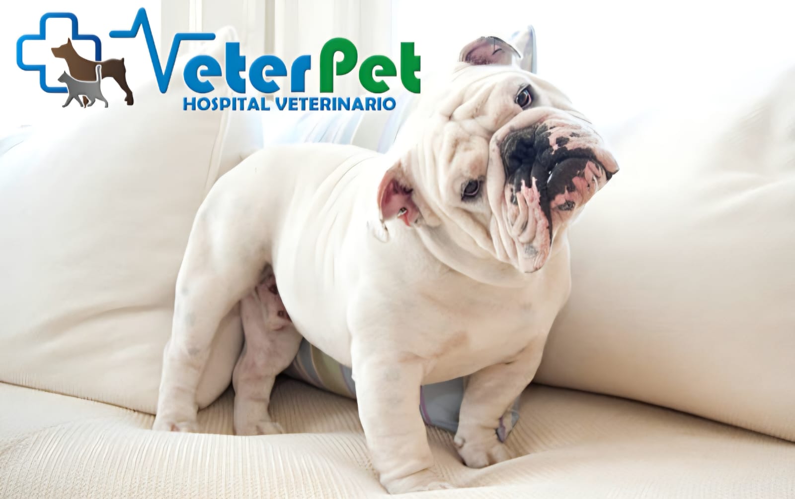 El Bulldog es una de las razas de perro que pueden sufrir enfermedades y dolores por sus características físicas El Bulldog es una de las razas de perro que pueden sufrir enfermedades y dolores por sus características físicas