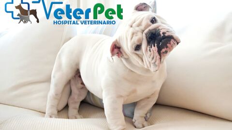 Clínicas Veterinarias VeterPet Clínicas Veterinarias VeterPet