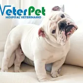 Clínicas Veterinarias VeterPet Clínicas Veterinarias VeterPet