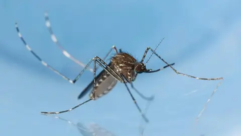 Detectado en Mallorca el primer caso de infección por virus Usutu en España Detectado en Mallorca el primer caso de infección por virus Usutu en España
