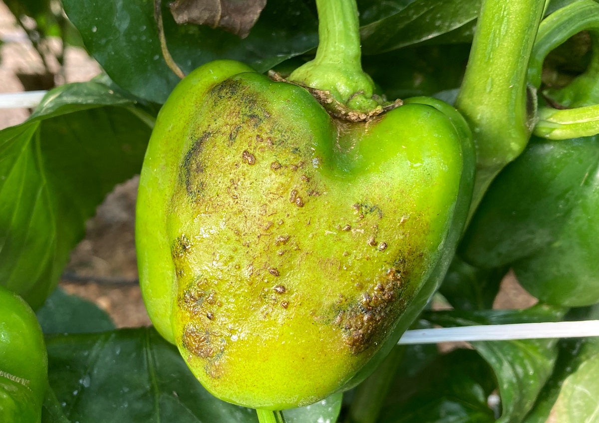 Coexphal aprueba una parada biológica en el campo para el próximo verano Coexphal aprueba una parada biológica en el campo para el próximo verano