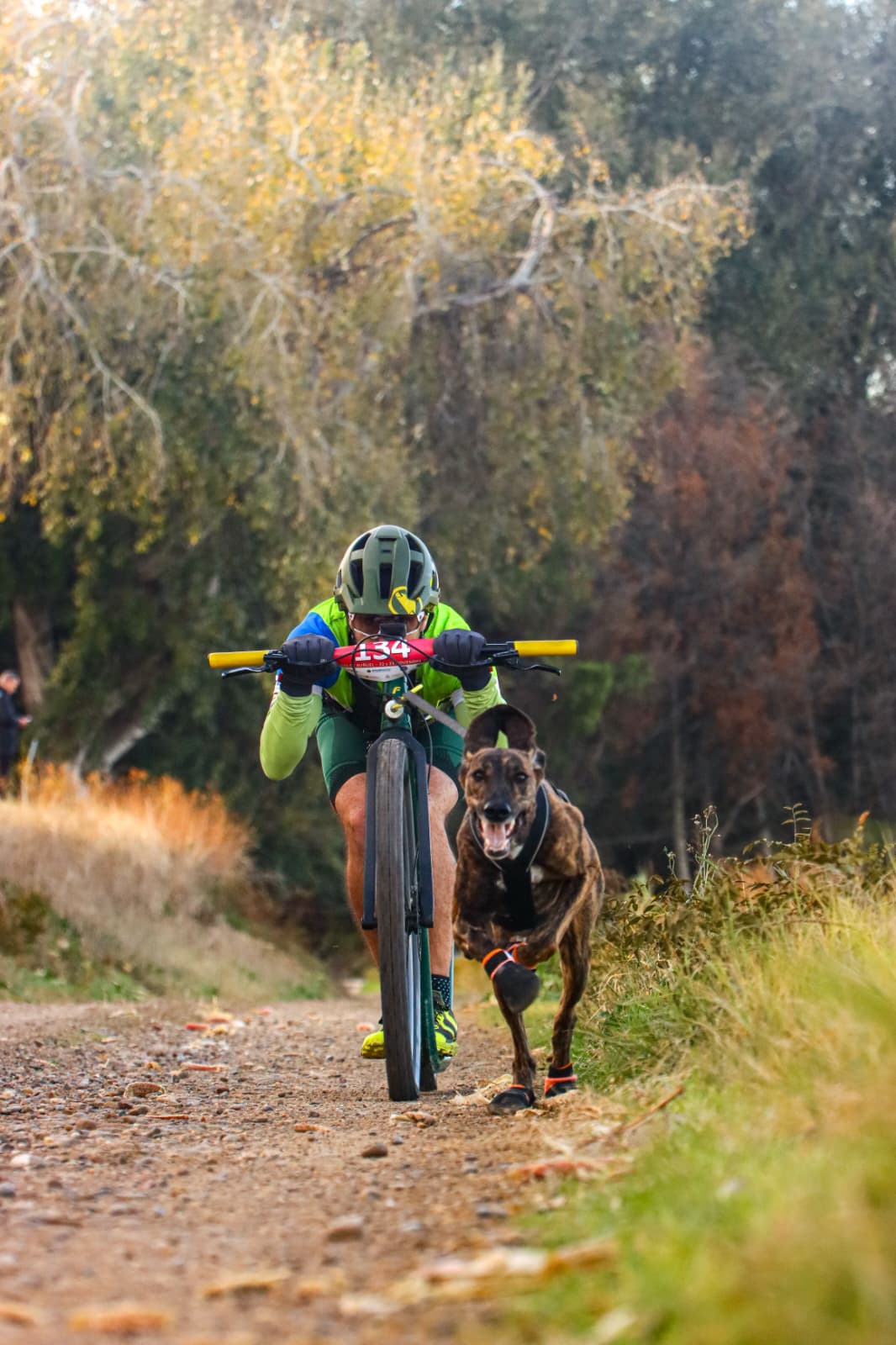 Asturias brilla en la Copa de España de Mushing Asturias brilla en la Copa de España de Mushing