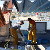 Las embarcaciones pesqueras de Villajoyosa y Altea podrán salir 13 días más a faenar tras la rectificación del ministerio de agricultura y pesca de españa